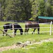 Electric Horse Fence