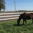 Flex-Fence for Horses