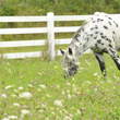 Horse Fencing Accessories