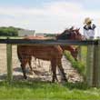 Mesh Horse Fence