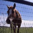 Mesh Horse Fence Rolls