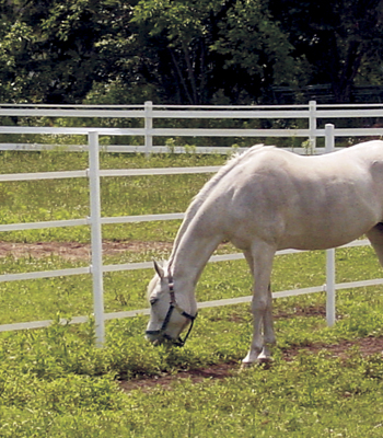 ELECTRIC FENCE WIRE, POLY TAPE AMP; ELECTRIC ROPE - HORSE.COM