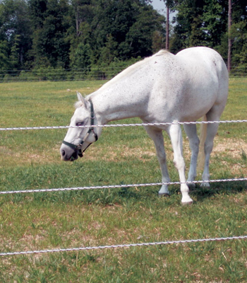 HORSEGUARDFENCE.COM : THE BEST ELECTRIC FENCE FOR HORSE