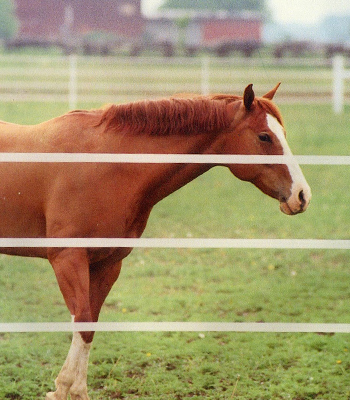 1 Inch Ponyrail - 660 Foot Roll