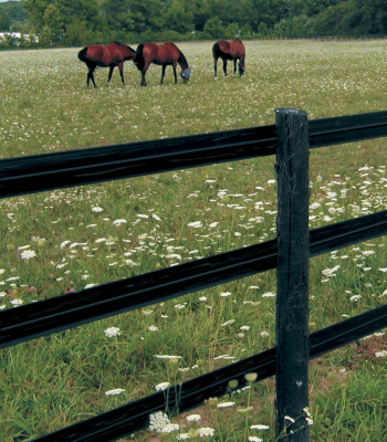 HORSEGUARDFENCE.COM : THE BEST ELECTRIC FENCE FOR HORSE
