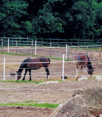 SAFE FENCE ELECTRIC SYSTEM AMP; HARDWARE FOR HORSES