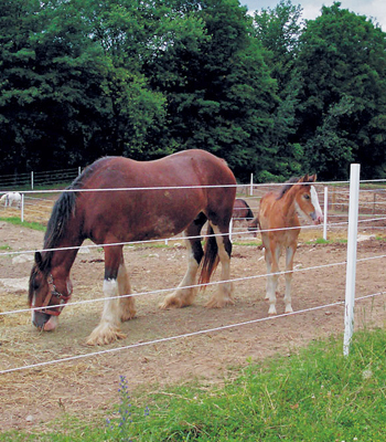 THE ELECTRIC FENCE COMPANY, ELECTRIC FENCING CAPE TOWN