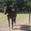 ElectroBraid™ Horse Fence
