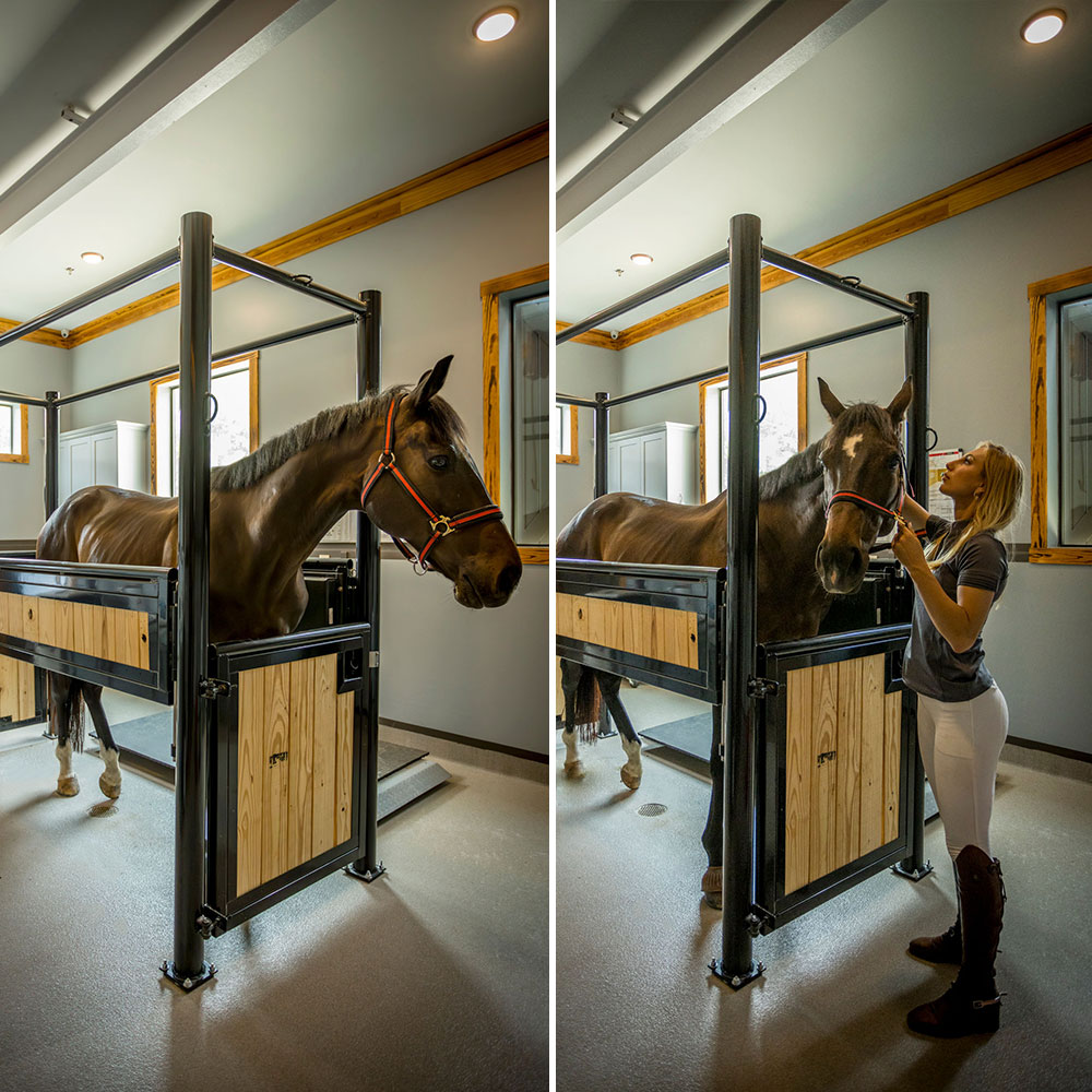 Horse Stock RAMM Stalls